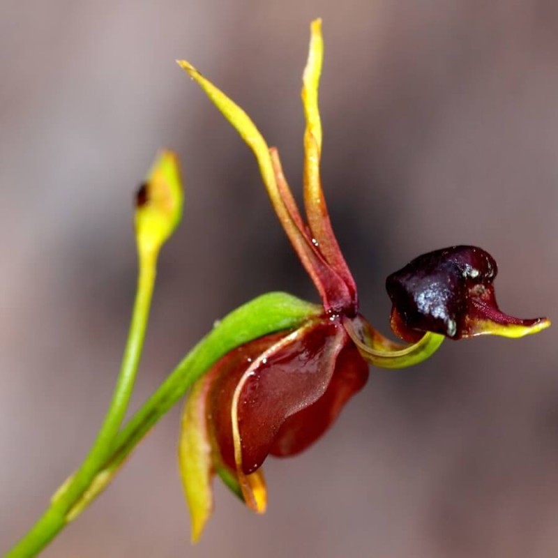 Macro view of a flying duck orchid flower on a green stem against a blurred background
