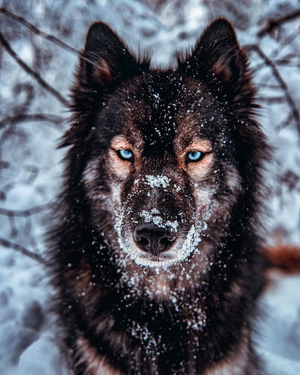 Dark wolf with snow-covered face and amber eyes in winter setting
