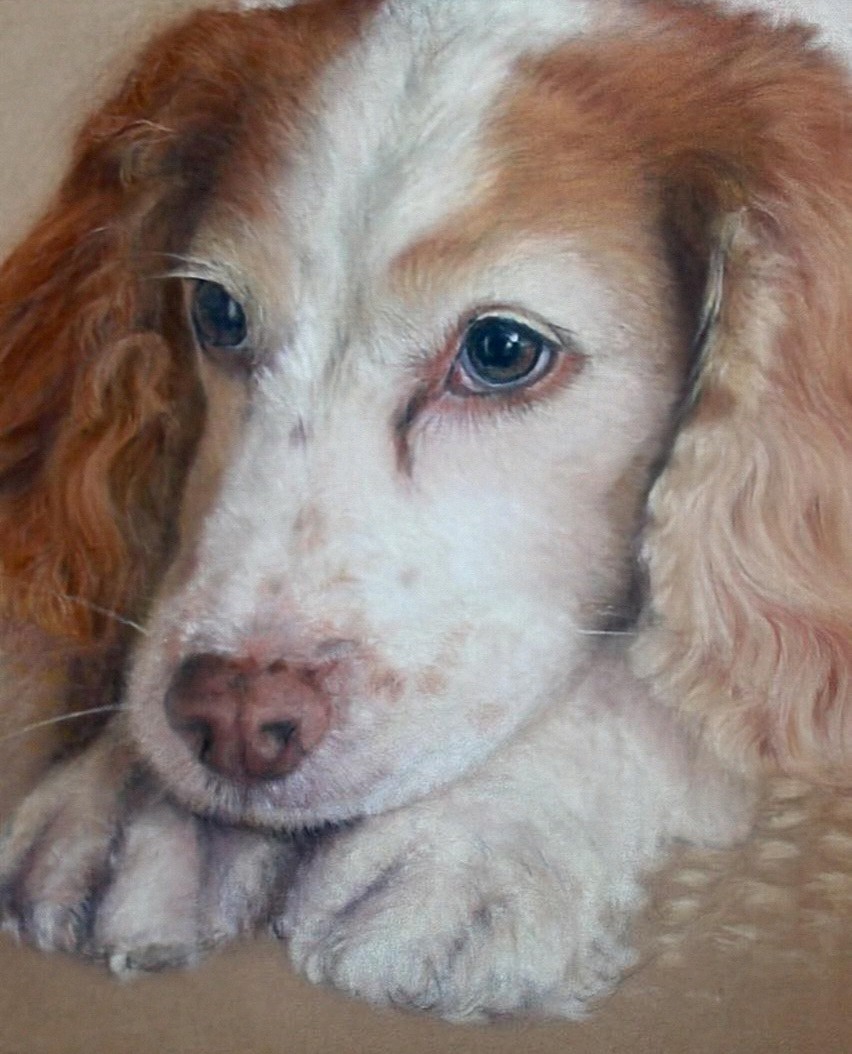 Painted portrait of a brown and white Springer Spaniel dog