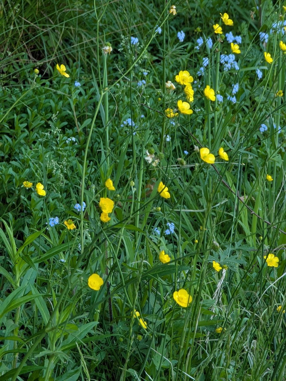 Yellow buttercups and blue wildflowers blooming in a green grassy meadow