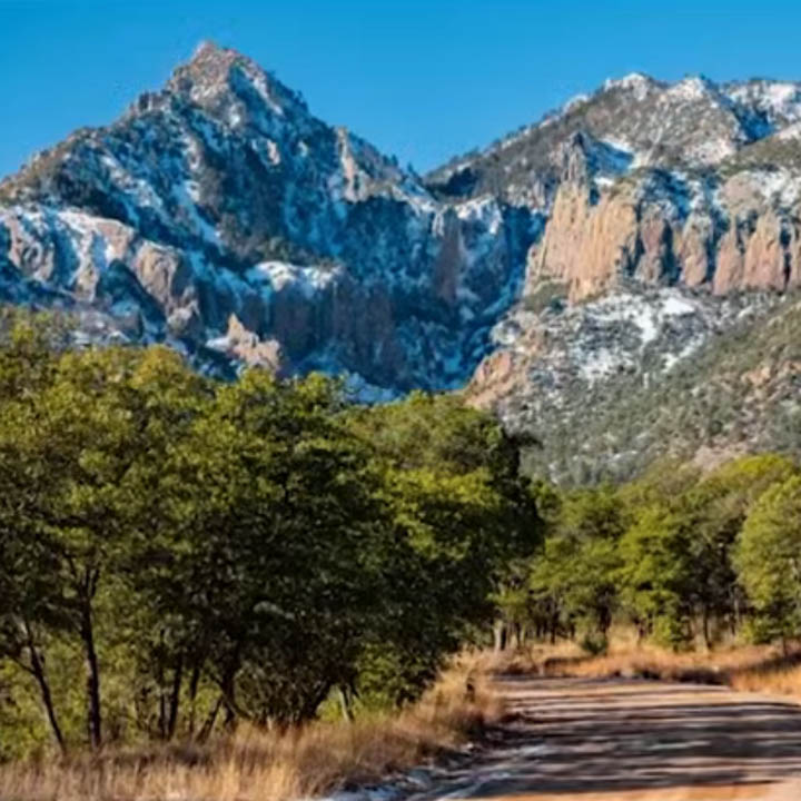 Dirt road through pine trees with snow-dusted mountains and blue sky
