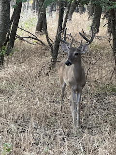 Buck deer with antlers standing in sparse forest with dry grass and bare trees