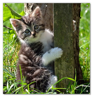 Kitten Climbing Tree