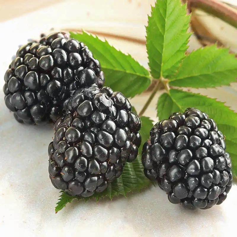 Three ripe blackberries with green leaves on a light surface