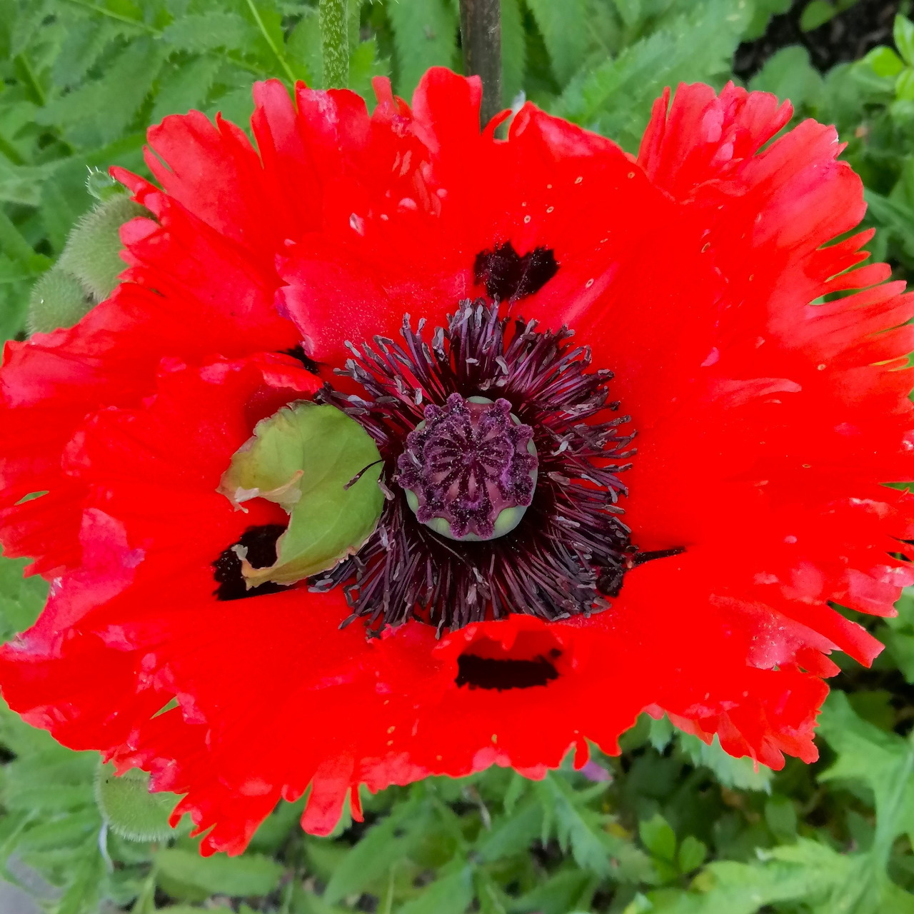 Close-up of a bright red poppy flower with a dark center and a green bud
