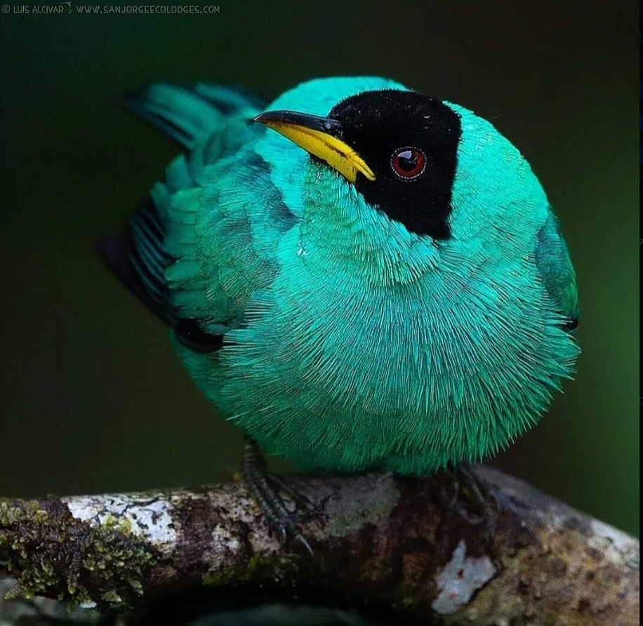 Green honeycreeper bird perched on a branch with bright green feathers