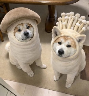 Mushroom Doggy Friends