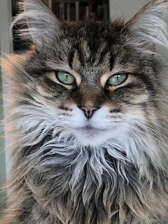 Close-up of a fluffy long-haired tabby cat with green eyes