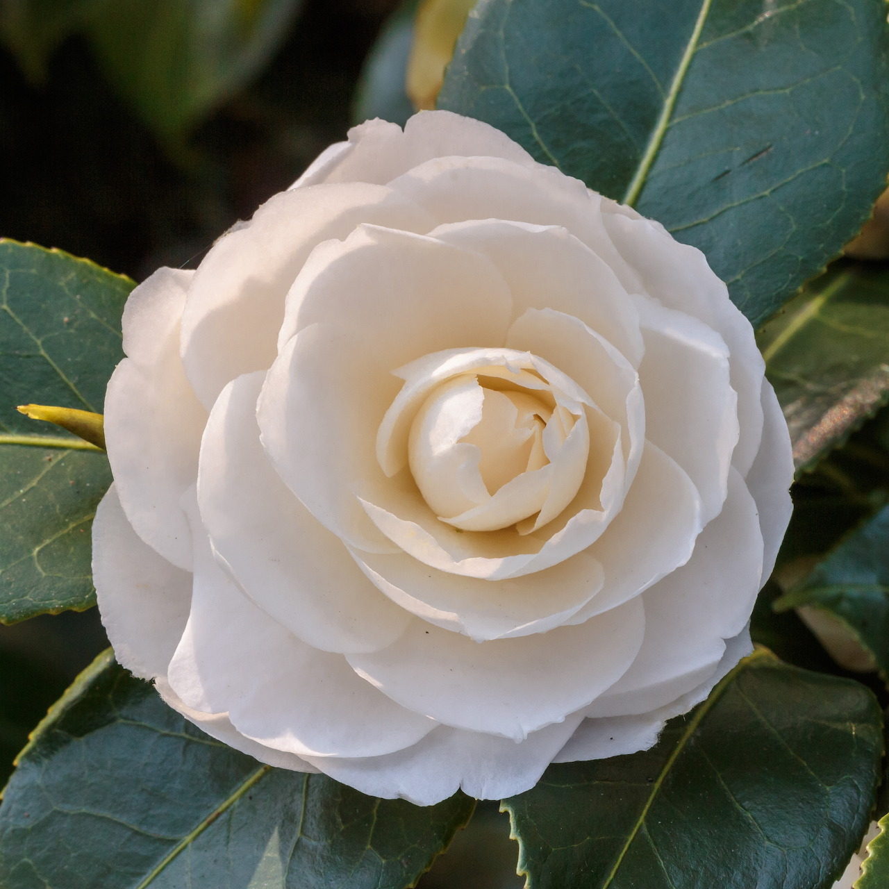 White camellia flower with spiral petals and green foliage