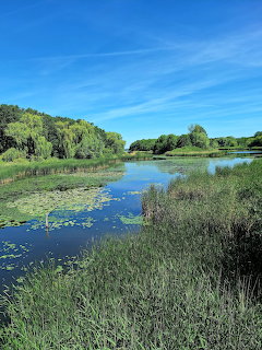 Wetland Lake with Lily Pads