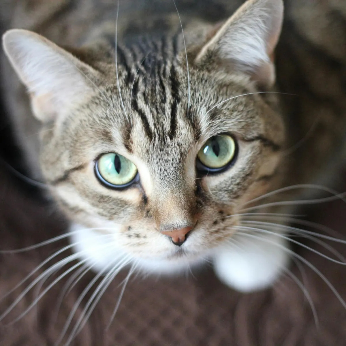 Green-Eyed Tabby Cat