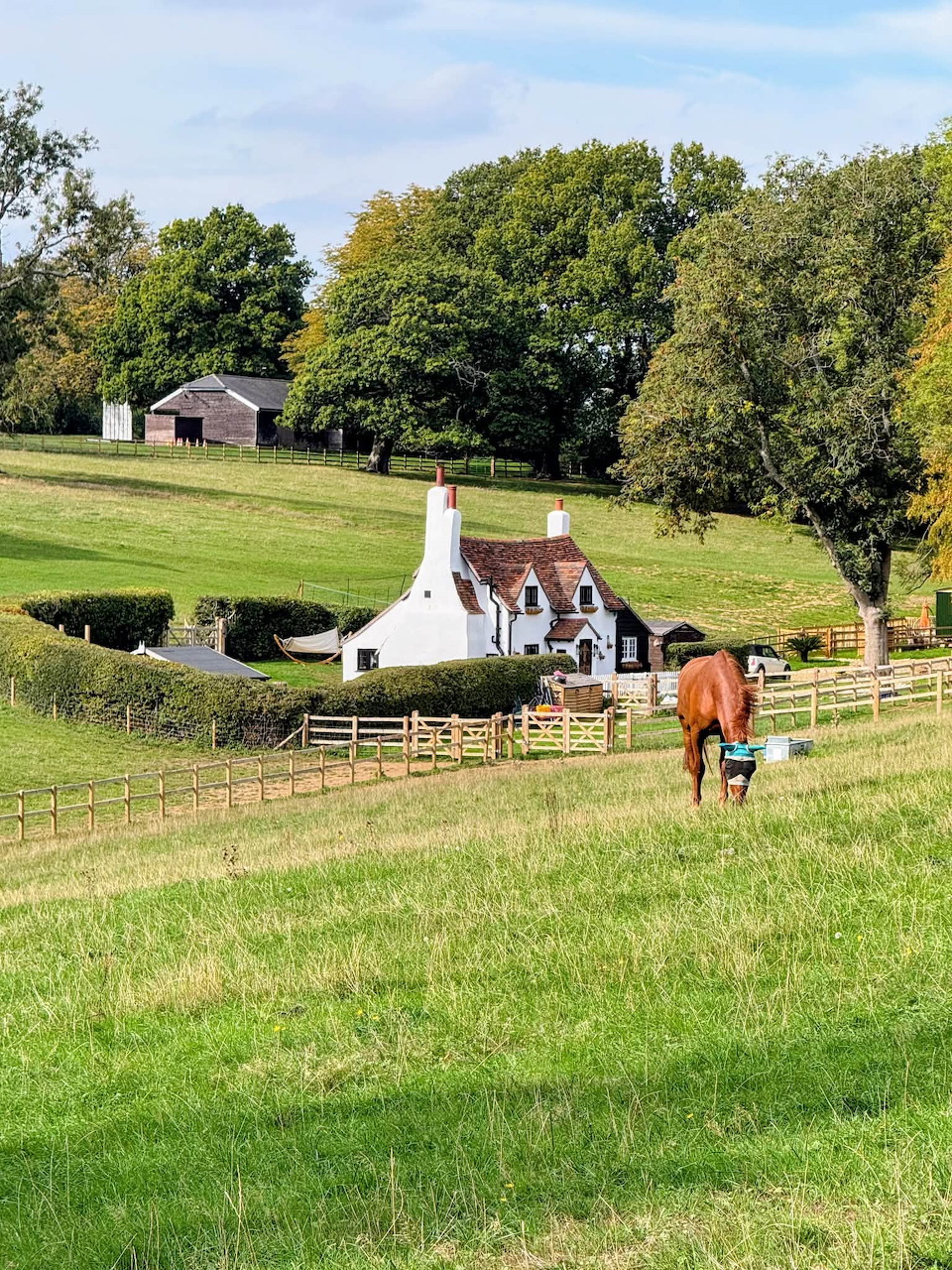 Chestnut horse grazing in a green pasture near a white country cottage and trees.