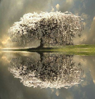 Flowering Willow Reflection