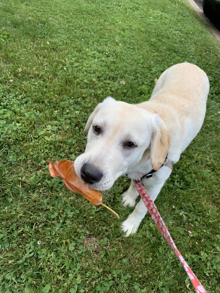Yellow Labrador retriever on grass holding a brown leaf in its mouth