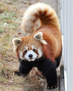 Red panda with russet fur and black legs standing outdoors, fluffy tail curled upward