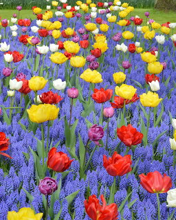 Colorful Tulips and Grape Hyacinths