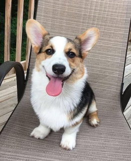 Tricolor Pembroke Welsh Corgi puppy sitting on a brown patio chair with tongue out