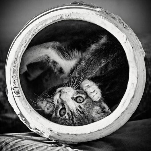 Black and white photo of a tabby kitten looking through a round tube with paws near its face
