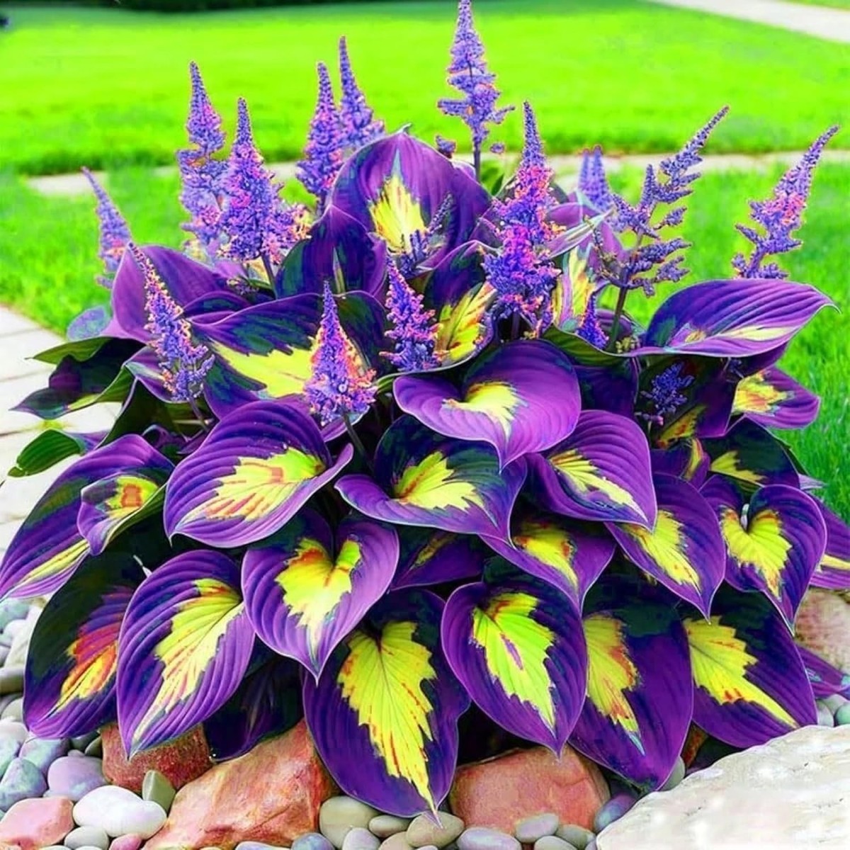 Colorful hosta plant with purple and yellow variegated leaves and purple flower spikes in a garden
