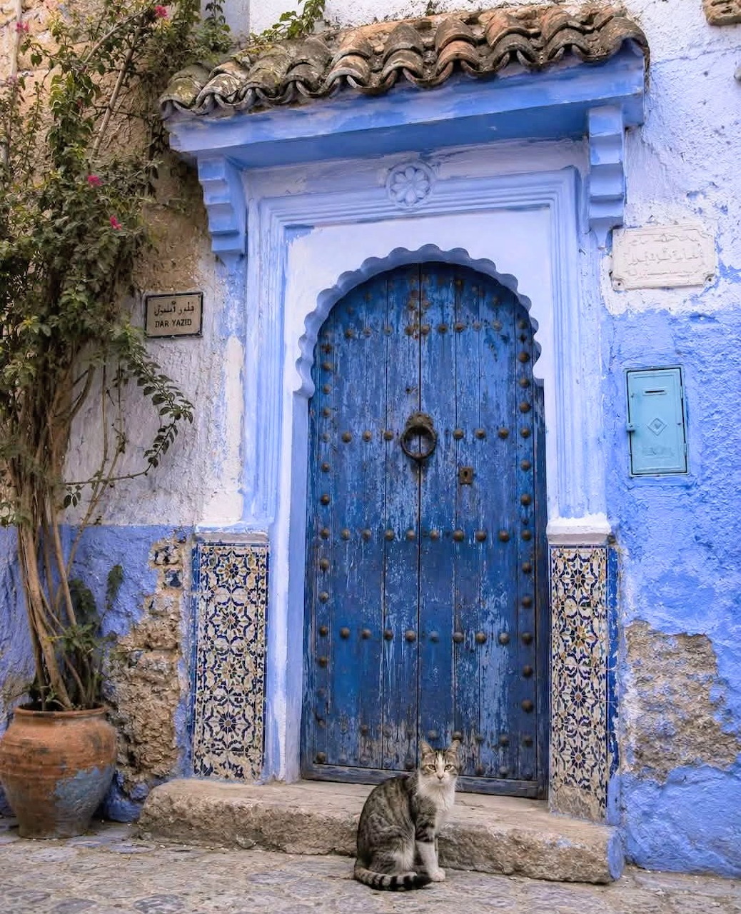 Tabby cat sitting before traditional blue Moroccan door with ornate frame and decorative tiles in Chefchaouen
