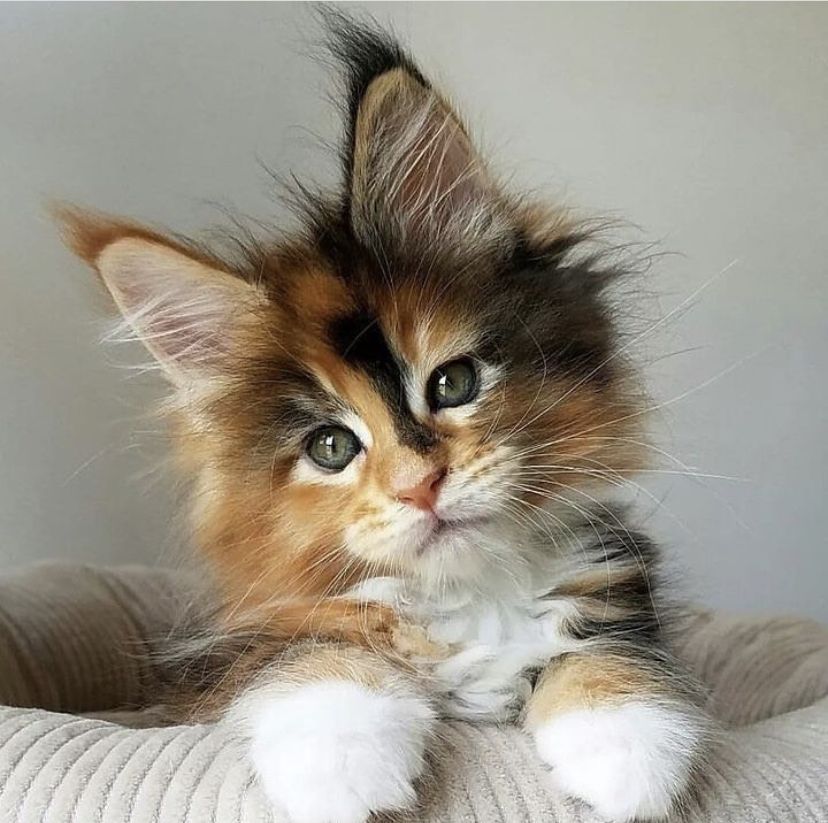 Fluffy calico kitten resting on a soft cushion with white paws visible