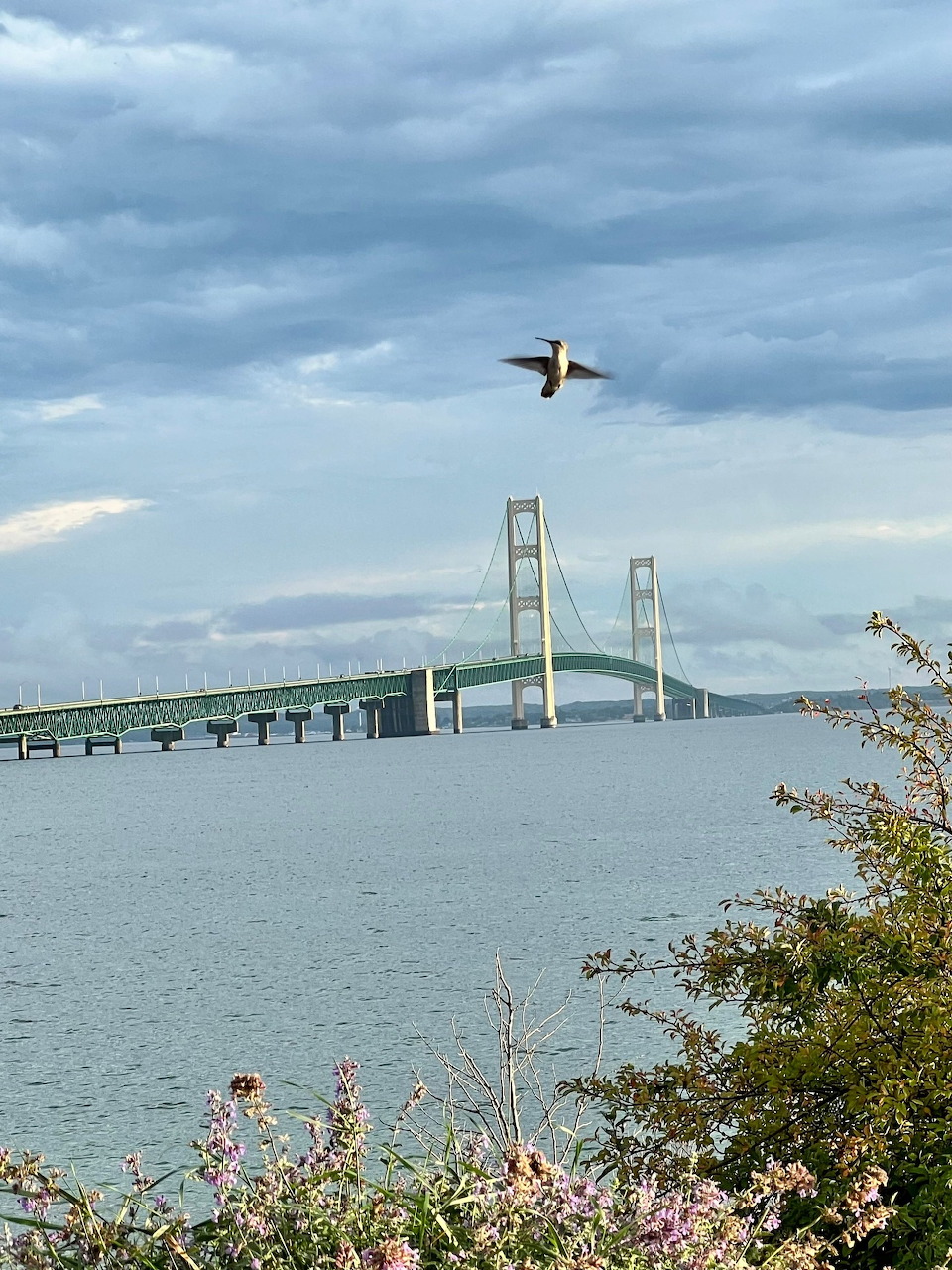 Hummingbird flying above the Mackinac Bridge over blue water under cloudy skies