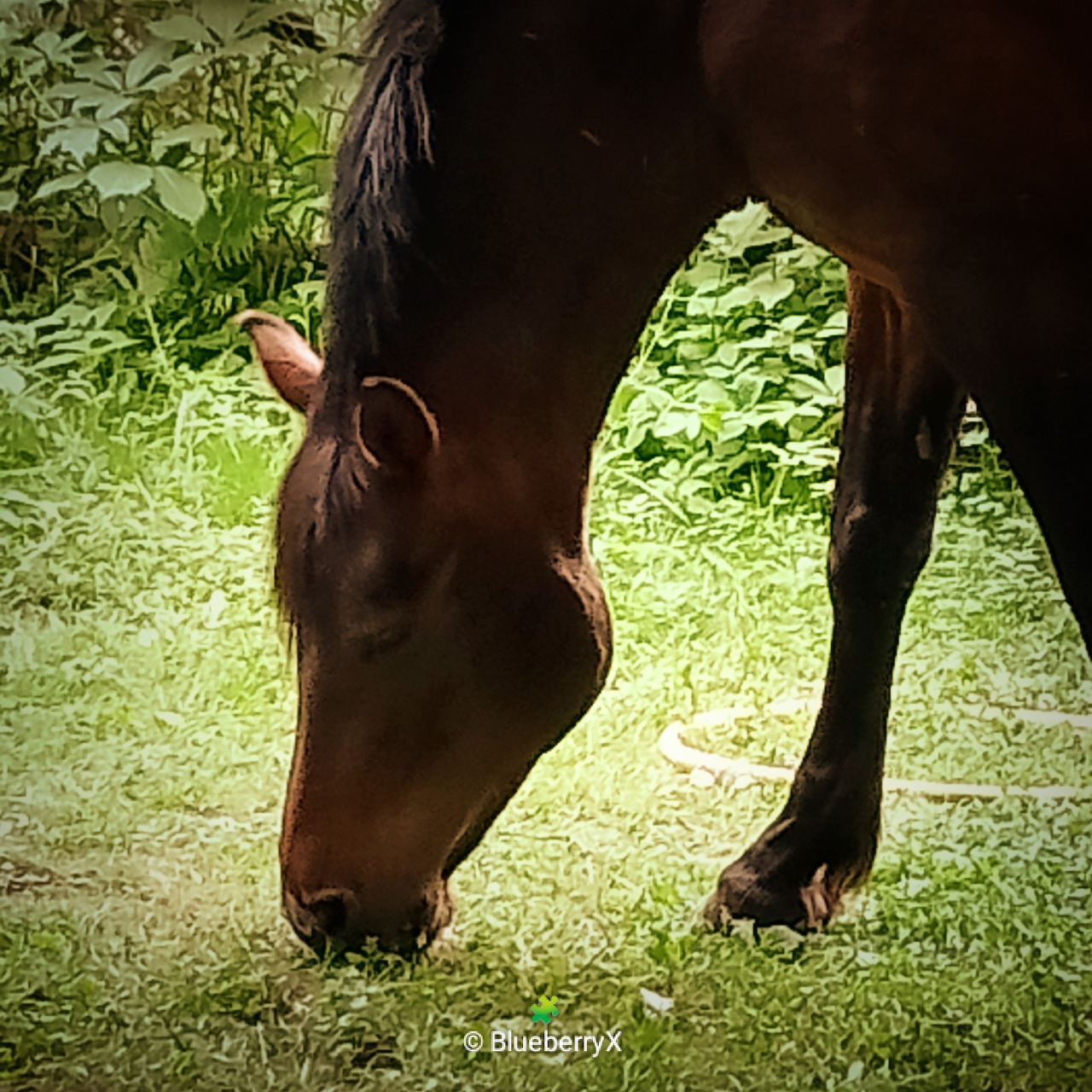 Grazing Brown Horse