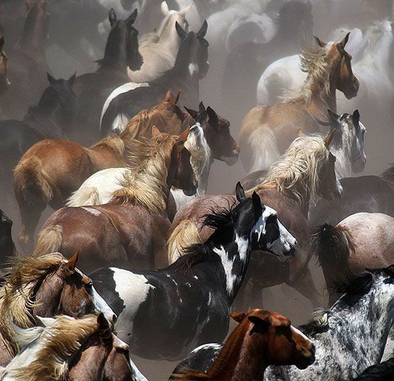Herd of brown, white, and black horses rearing and running through dusty landscape
