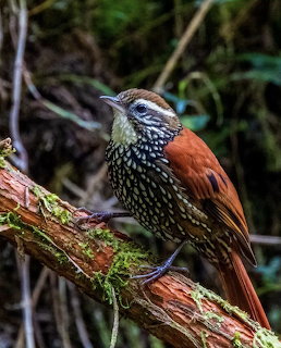 Pearled Treerunner Bird