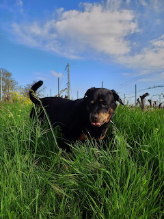 Rottweiler dog resting in tall green grass with blue sky and clouds above