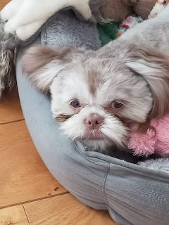 Shih Tzu dog lying in a gray pet bed on hardwood floor with pink toy