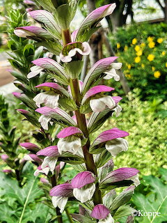 Tall acanthus flower spike with white and purple bloms surrounded by green foliage in a garden