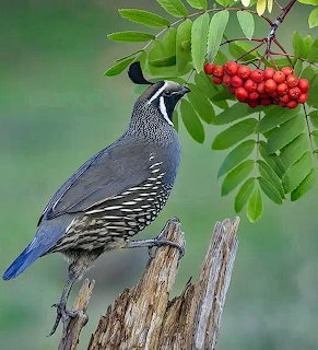 Quail perched on a stump beside green leaves and red berries
