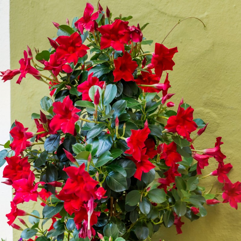 Red mandevilla flowers with green leaves against a pale yellow wall