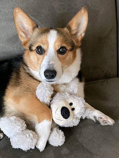 Tricolor Pembroke Welsh Corgi lying on a gray couch holding a white stuffed toy