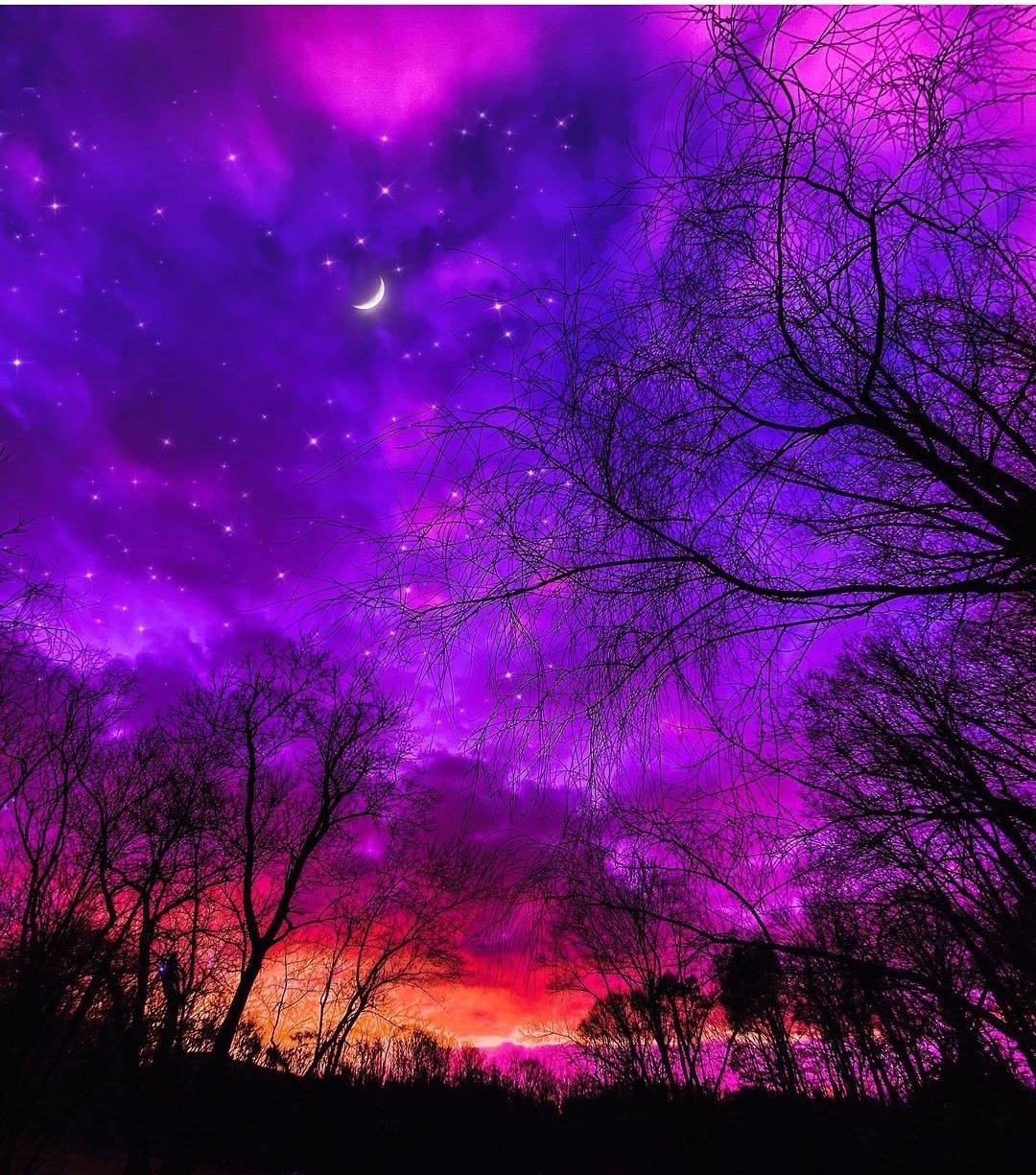 Purple starry sky with bare tree silhouettes and orange sunset glow at horizon