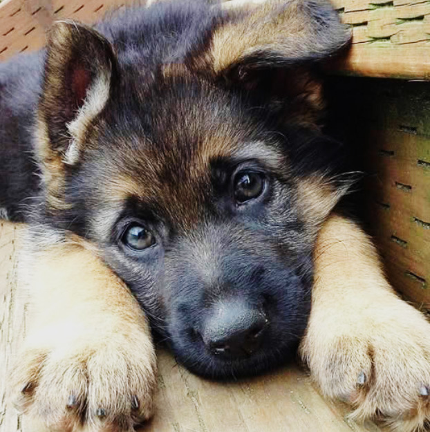 German Shepherd puppy with blue eyes and tan paws lying on wicker