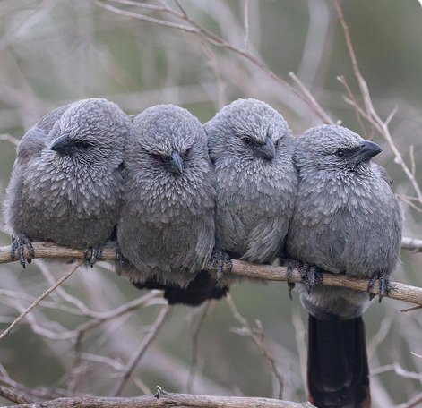 Four gray apostlebirds sleeping side by side on a branch