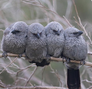 Four Apostlebirds on Branch