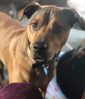 Brown Dog Portrait Close-Up