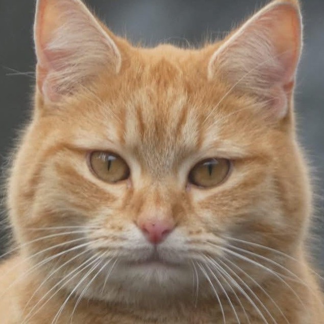Close-up of an orange tabby cat with green eyes looking directly at camera