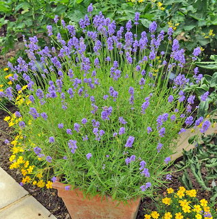 Purple lavender plant in terracotta pot with yellow marigolds in garden