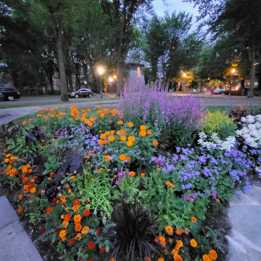Vibrant flower garden with orange, purple and blue flowers in urban park at dusk