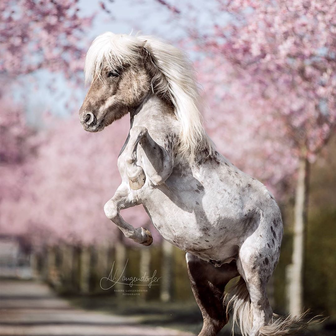 Shetland Pony Rearing