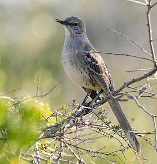 Bahama mockingbird perched on thin dry branches with a blurred natural background