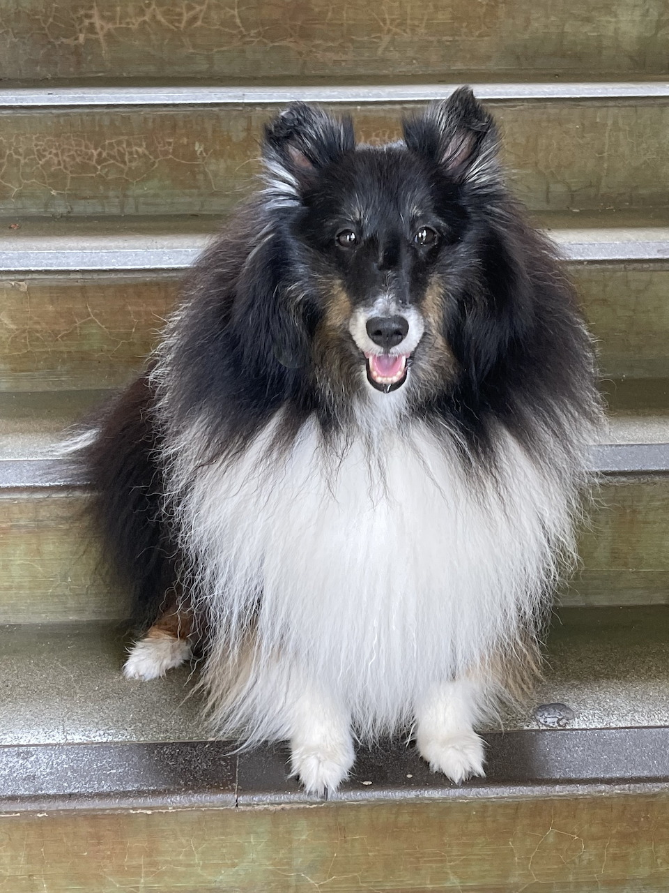 Fluffy Shetland Sheepdog sitting on concrete steps with mouth open and tongue visible
