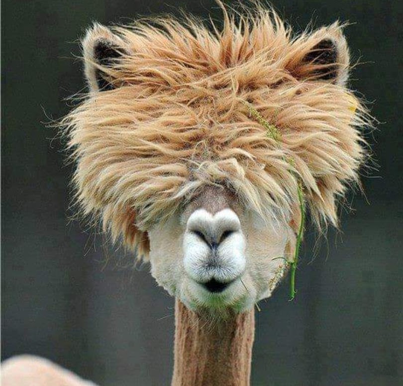 Close-up of an alpaca with wild fluffy hair chewing grass and looking at camera