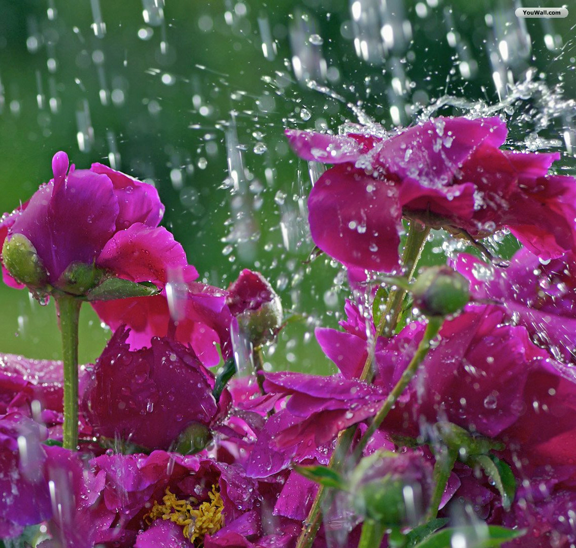 Pink flowers covered in raindrops as rain falls against a blurred green background