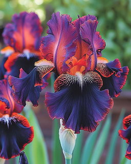 Purple and orange bearded iris flower with ruffled petals and striped falls in bloom
