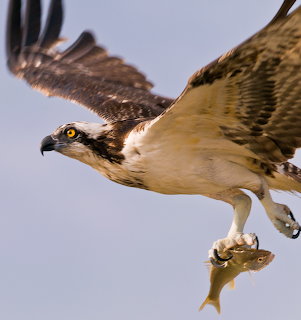 Osprey Catching Fish